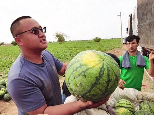 工作室吃瓜图片欣赏,趣味横生的欢乐时光