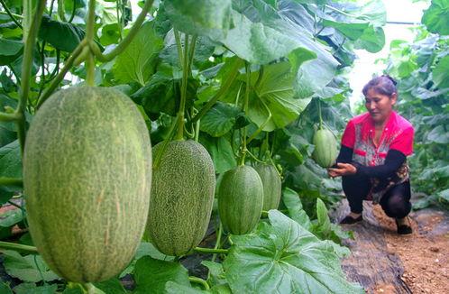 南阳农业吃瓜,瓜果飘香，丰收在望的田园画卷