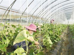 南阳农业吃瓜,瓜果飘香，丰收在望的田园画卷