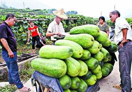 永春东关吃瓜,夏日炎炎，吃瓜群众的欢乐天堂