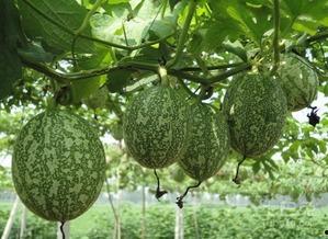 胃溃疡吃吊瓜好吗,胃溃疡患者食用吊瓜的适宜性探讨