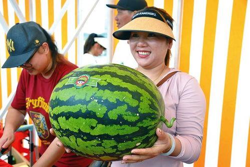 沙皇吃瓜,揭秘沙皇的神秘生活与宫廷趣闻