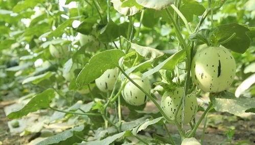 瓜州停车区免费吃瓜,免费吃瓜，夏日清凉好去处