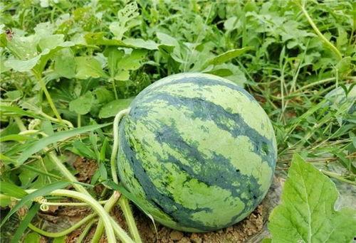 瓜州停车区免费吃瓜,免费吃瓜，夏日清凉好去处