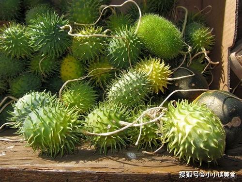 佛手瓜刺猬吃不