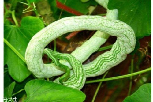 蛇瓜该怎样吃