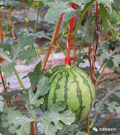 吃瓜应该打什么标签,揭秘“吃瓜群众”背后的标签奥秘