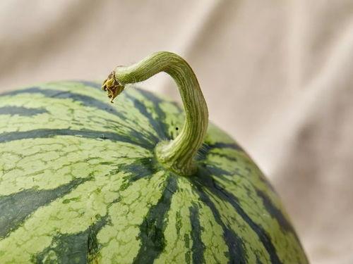 吃瓜直播上海,揭秘上海网红美食背后的故事