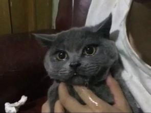 吃瓜好喵仔,揭秘娱乐圈那些不为人知的幕后故事