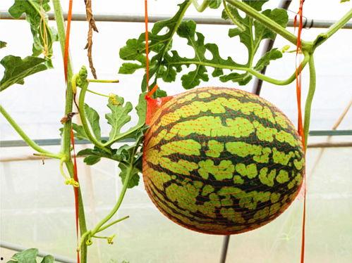 吃瓜的网,揭秘网络热点背后的真相与趣味