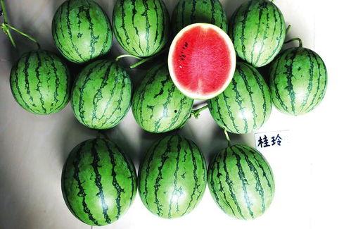 广西 吃瓜,探寻瓜果飘香的味蕾之旅”