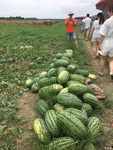 广西 吃瓜,探寻瓜果飘香的味蕾之旅”