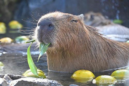 大水豚吃瓜视频,萌态十足引网友热议