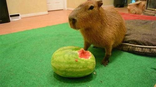 大水豚吃瓜视频,萌态十足引网友热议