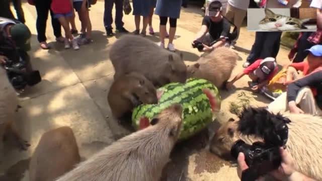 大水豚吃瓜视频,萌态十足引网友热议