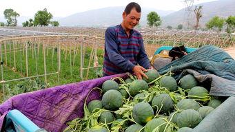 水坪镇吃瓜,夏日炎炎，吃瓜群众欢乐多
