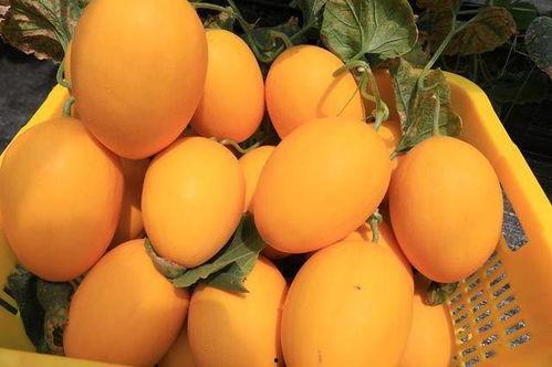 网红王大炮吃瓜,揭秘娱乐圈幕后真相