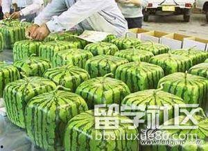 出国吃的瓜,跟随“出国吃的瓜”领略异国风味