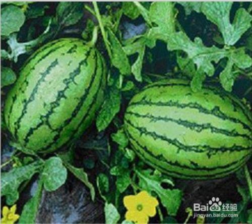 吃瓜不吃瓜是谁写的