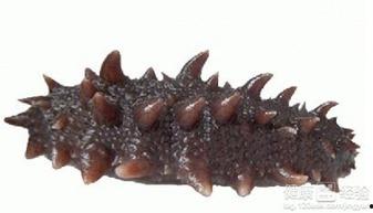 刺参瓜怎么吃,探索海鲜与蔬菜的完美融合