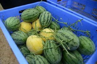 生活节吃瓜,品味日常，畅享节吃瓜时光