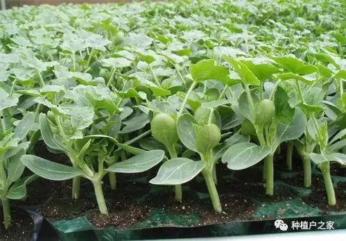 吃瓜点的瓜苗,吃瓜群众翘首以盼