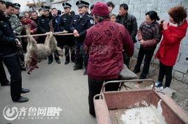 佛山吃瓜群众被击毙