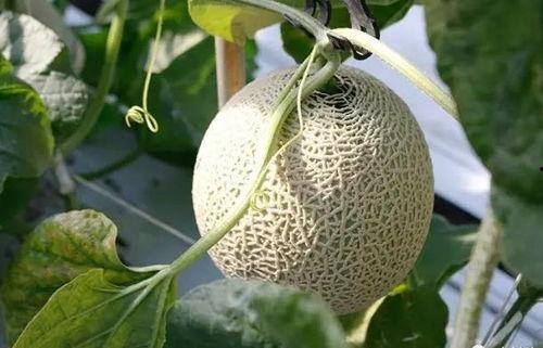 玻璃蜜瓜怎么吃,解锁夏日清新美味