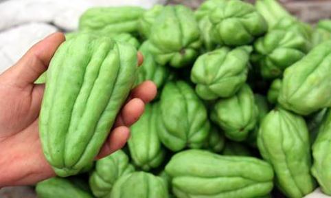 小强吃佛手瓜,一场味蕾的奇妙邂逅