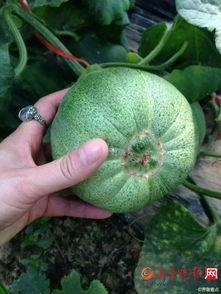 梨瓜可以做菜吃吗,美味佳肴，家常菜中的新宠