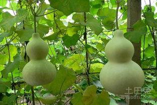 误吃葫芦瓜,一场意外的味蕾冒险