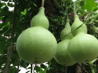 误吃葫芦瓜,一场意外的味蕾冒险