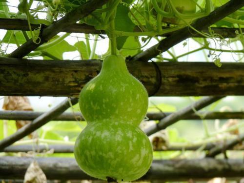 误吃葫芦瓜,一场意外的味蕾冒险